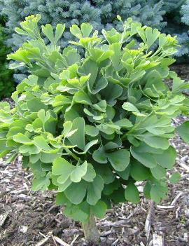 Ginkgo biloba 'Troll'