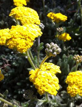 Achillea tomentosa 'Aurea'