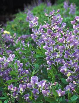 Baptisia x 'Purple Smoke'