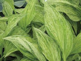 Hosta 'London Fog'