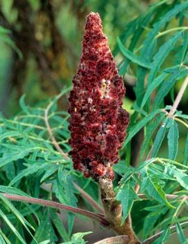 Rhus glabra 'Laciniata'