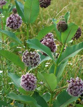 Asclepias syriaca