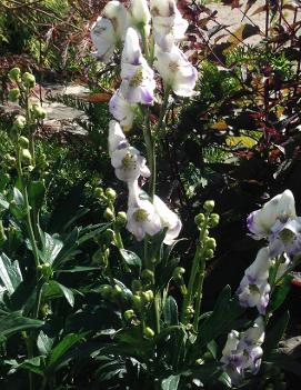 Aconitum cammarum 'Eleanora'