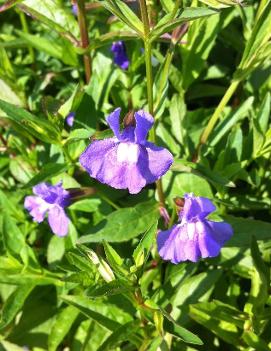 Mimulus ringens