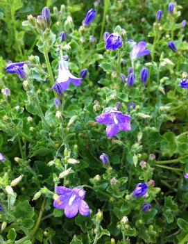 Campanula portenschlagiana