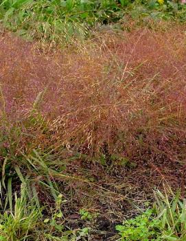 Eragrostis spectabilis