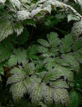 Cimicifuga ramosa 'Brunette'