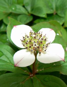 Cornus canadensis