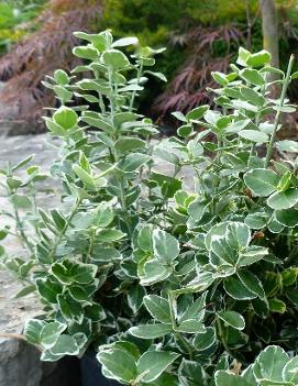 Euonymus fortunei 'Emerald Gaiety' (PP1,960)