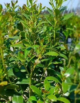 Ilex glabra 'Compacta'