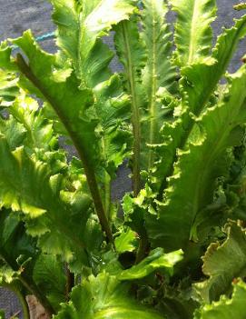 Asplenium scolopendrium 'Angustifolia'