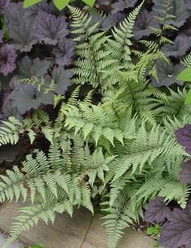 Athyrium x 'Ghost'