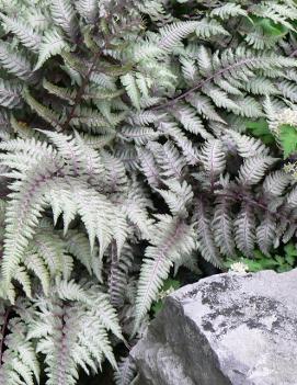 Athyrium niponicum 'Pictum'