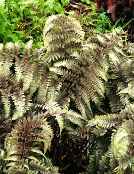 Athyrium niponicum var. pictum 'Ursula's Red' (COPF)