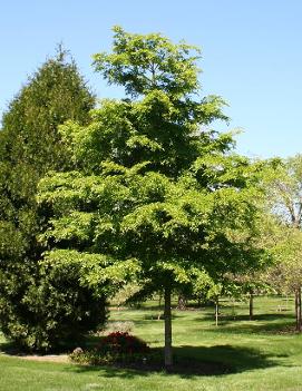 Ulmus davidiana var. japonica Accolade® ('Morton') (COPF)