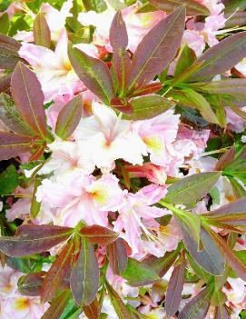 Azalea 'Tri-Lights'