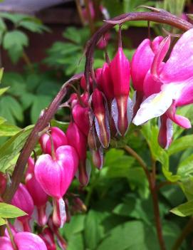 Dicentra spectabilis