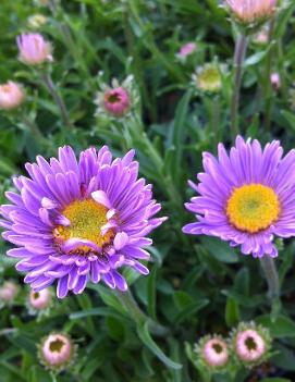 Aster alpinus var. vierhapperi