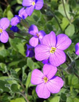 Aubrieta x 'Hendersonnii'