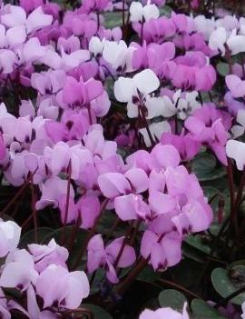 Cyclamen coum