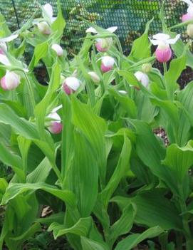 Cypripedium reginae