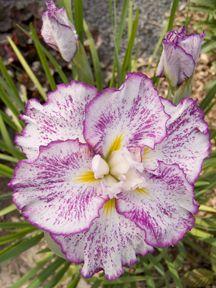 Iris ensata 'Freckled Geisha'