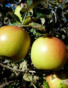 Apple 'Jonagold'