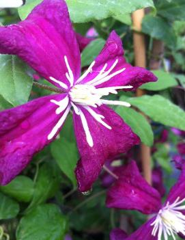 Clematis 'Madame Julia Correvon'