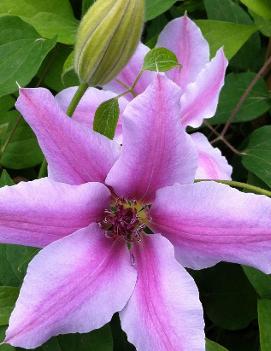 Clematis 'Nelly Moser'