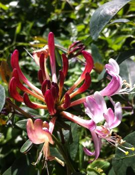 Lonicera periclymenum 'Serotina'