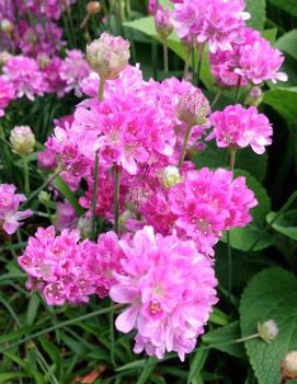 Armeria pseudarmeria 'Ballerina Lilac'