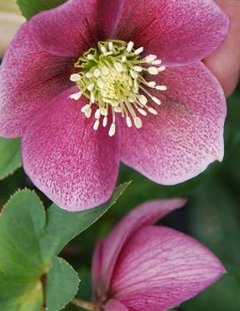 Helleborus x 'Pink Parachutes'