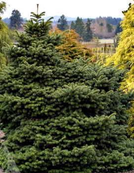 Abies koreana 'Starker's Dwarf'