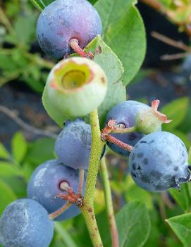 Blueberry 'Polaris'