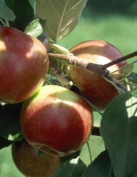 Apple 'Red Prairie Spy'