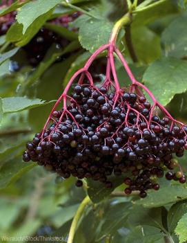 Elderberry 'Kent'