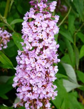 Buddleia davidii 'Ile de France'