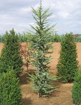 Cedrus atlantica 'Fastigiata'