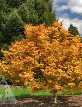 Acer palmatum 'Orange Dream'