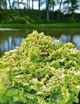 Chamaecyparis obtusa 'Nana Lutea'