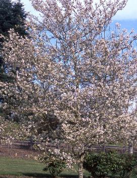 Amelanchier x grandiflora 'Princess Diana'