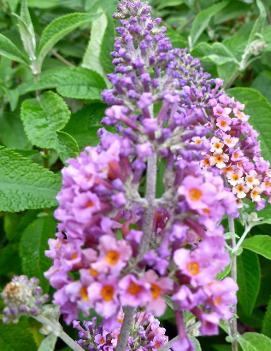 Buddleia x weyeriana 'Bicolor'