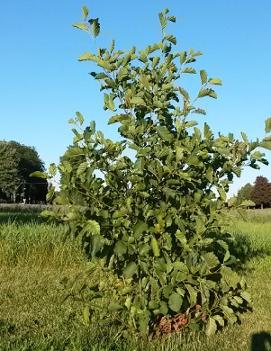 Alnus rugosa