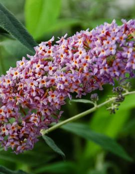 Buddleia Flutterby Grande® Blueberry Cobbler ('Podaras #4') (PP22109)