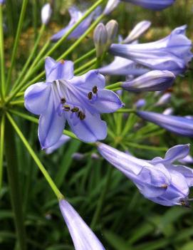 Agapanthus africanus 'Blue Triumphator'