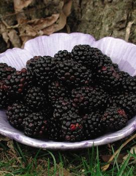 Blackberry 'Black Satin'