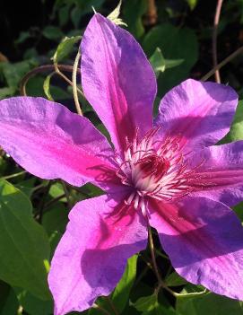 Clematis 'Fireworks'