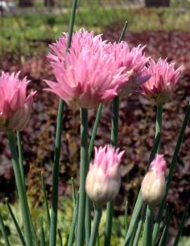 Allium schoenoprasum 'Rising Star'