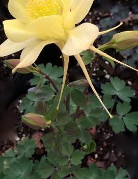 Aquilegia x 'Goldfinch'