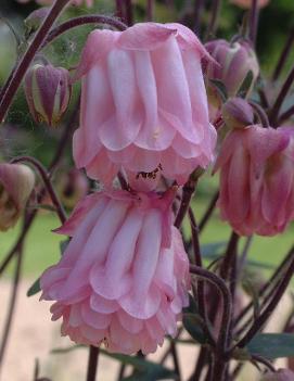 Aquilegia x 'Dorothy Rose'